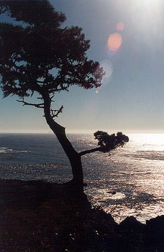 Tree on bluff