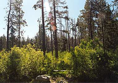 Beaver City in my backyard