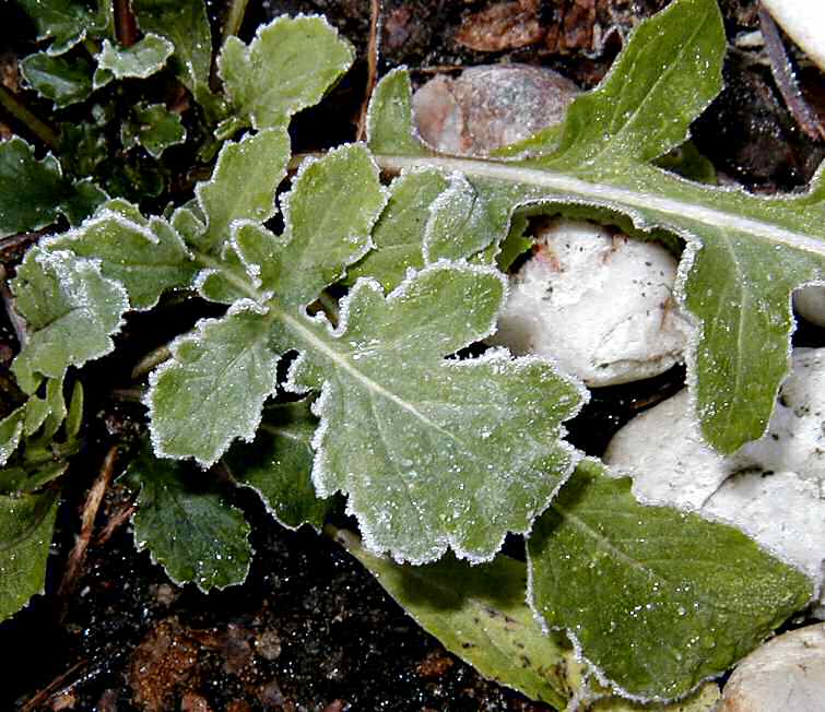 Arugula