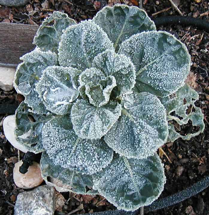 Brussels Sprout
