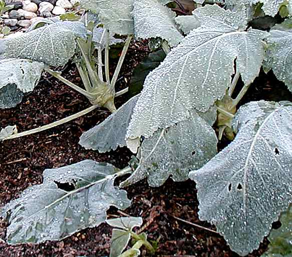 Kohlrabi