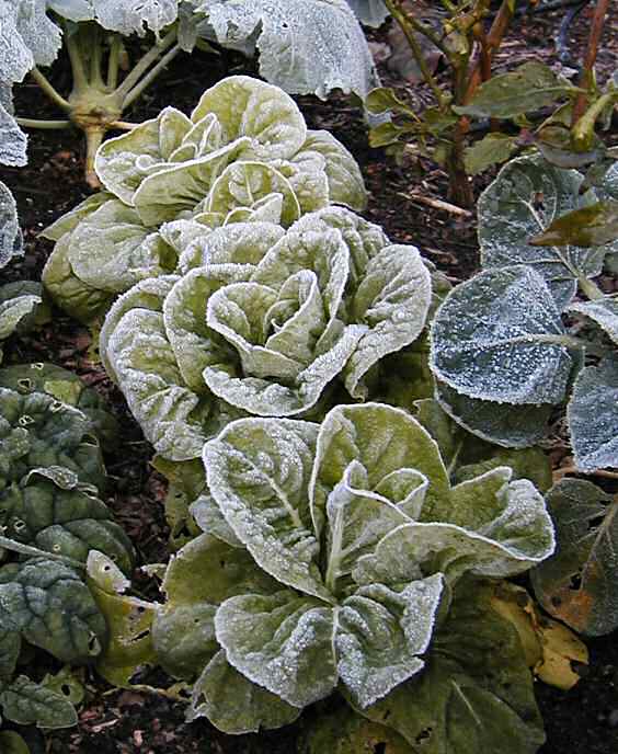 Butterhead lettuce