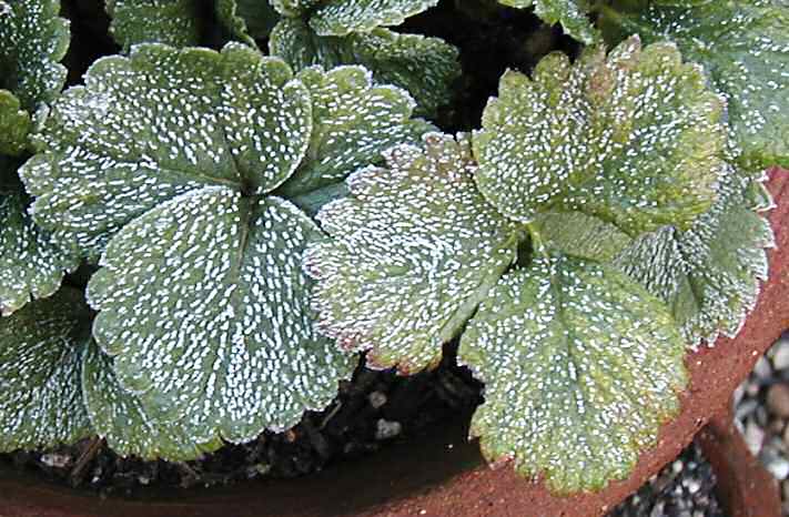 Strawberry