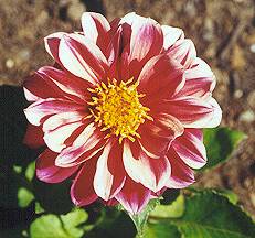 Dwarf Dahlia