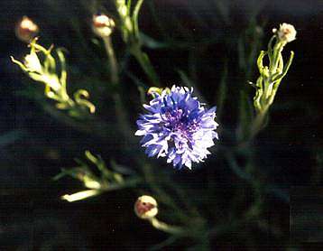Bachelor's Buttons