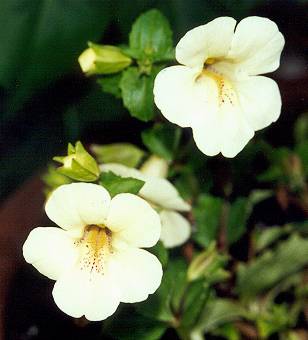 Annual Mimulus var. 'Mystic'