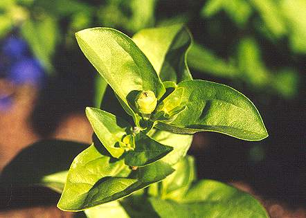 Zinnia