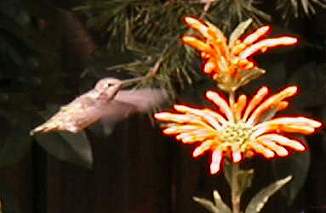 Hummer at the leonotis